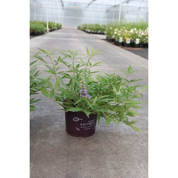 Picture of VITEX AGNUS-CASTUS BLUE PUFFBALL