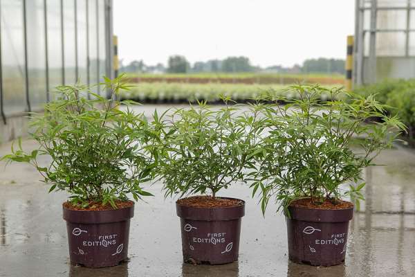 Picture of VITEX AGNUS-CASTUS DELTA BLUES