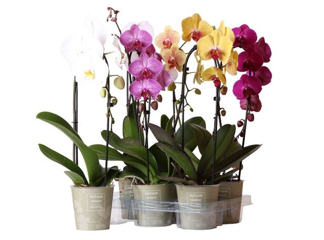 Picture of PHALAENOPSIS 01-STEM CASCADE MIX NATURAL CHARM POT