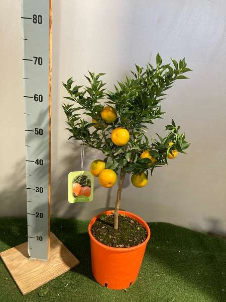 Picture of CITRUS CHINOTTO (MYRTIFOLIA) ON STEM