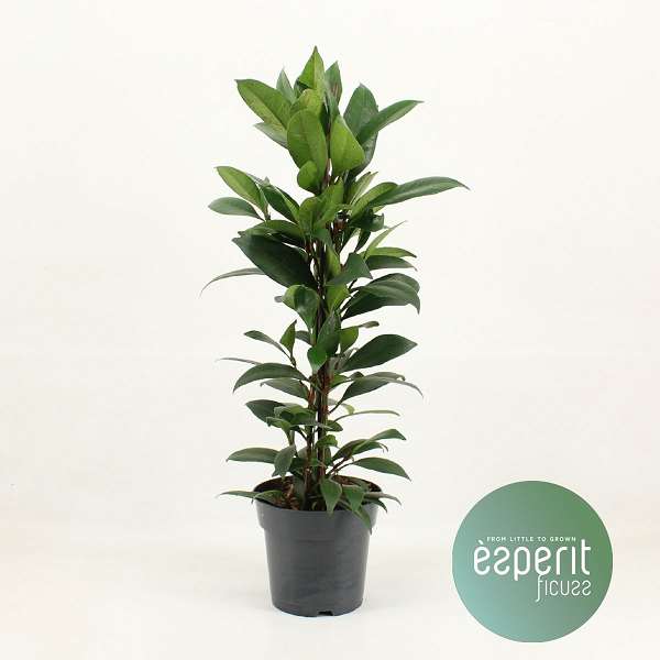 Picture of FICUS CYATHISTIPULA