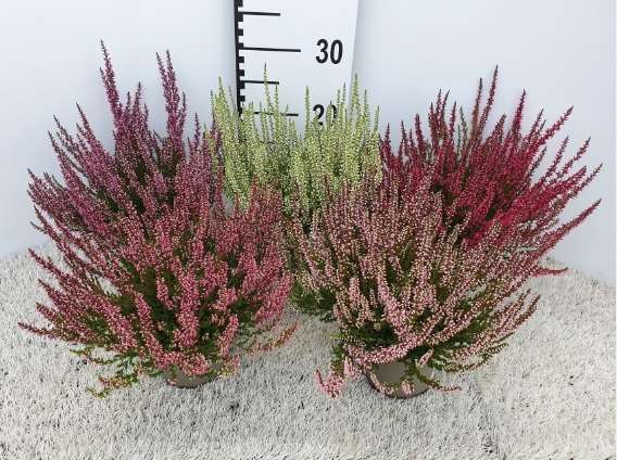 Picture of CALLUNA VULGARIS GARDEN GIRLS UNICOLOR