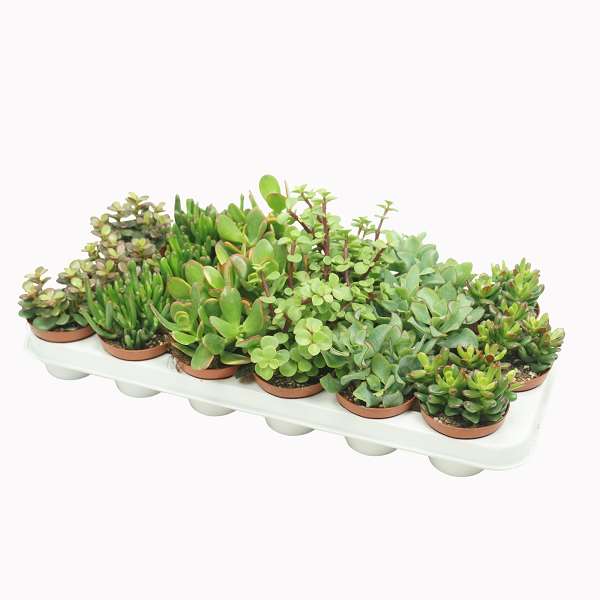 Picture of CRASSULA MIX