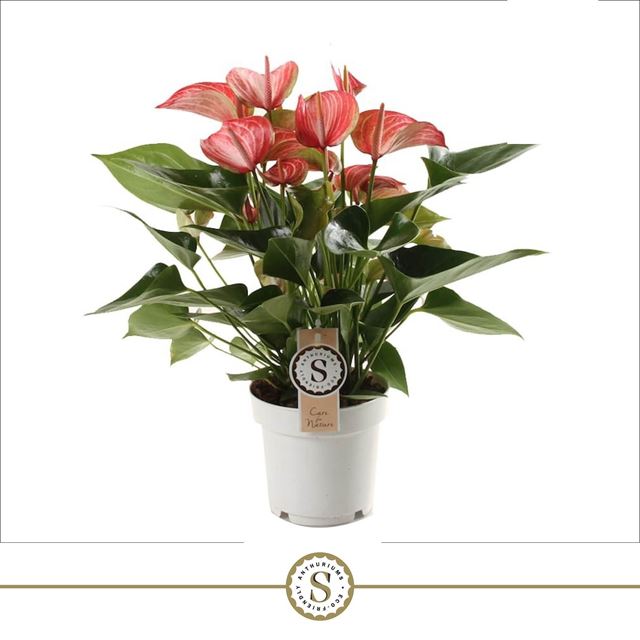 Picture of Anthurium andreanum livium red