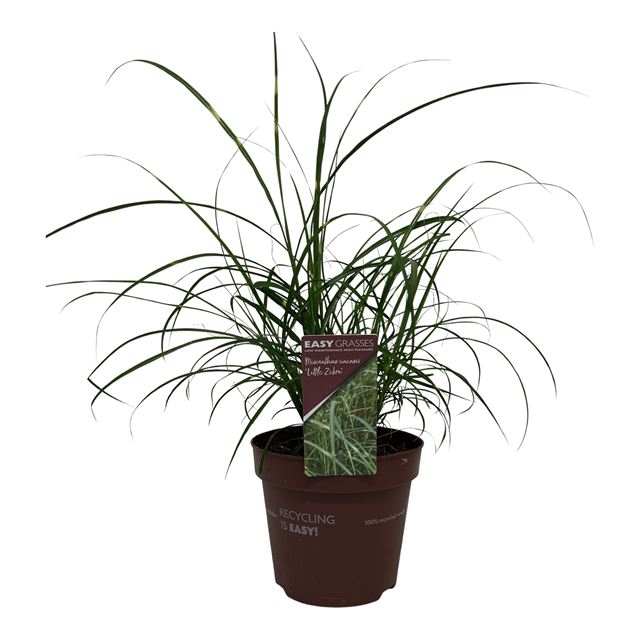 Picture of Miscanthus sinensis little zebra