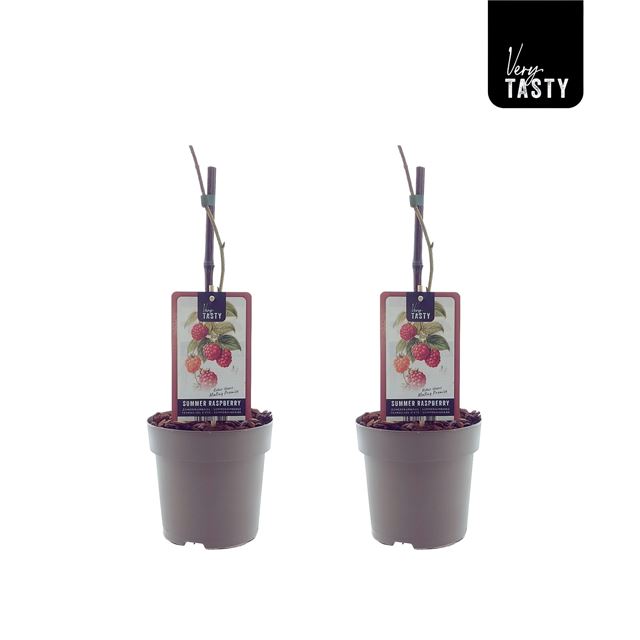 Picture of Rubus malling promise