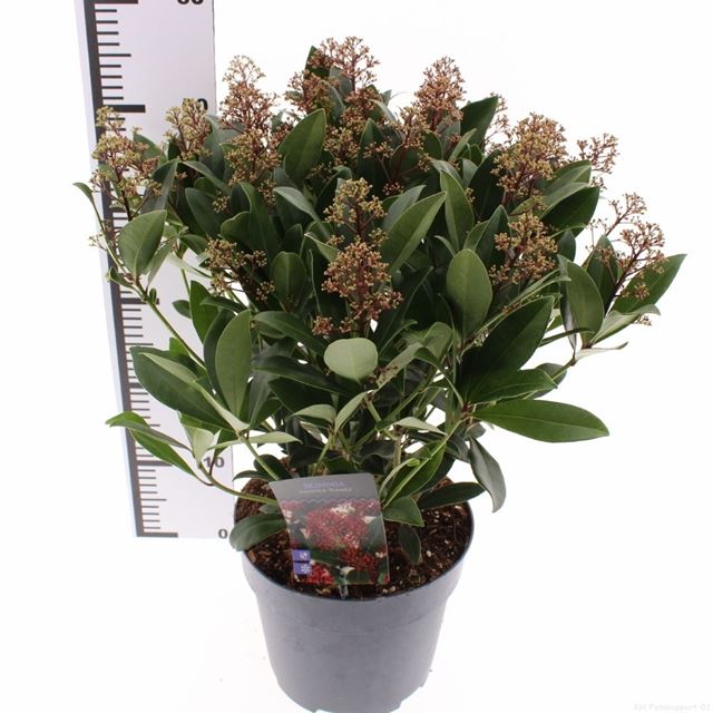 Picture of Skimmia japonica rubella 25+fl