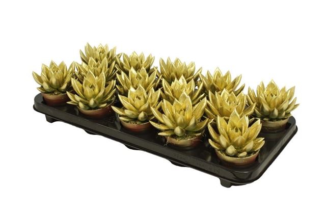 Picture of ECHEVERIA MIRANDA GOLD+GLITTER