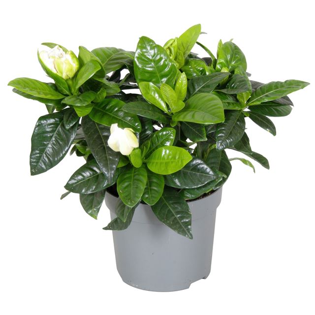 Picture of Gardenia jasminoides