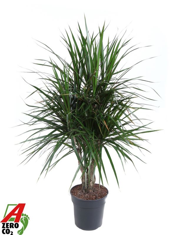 Picture of Dracaena marginata branched