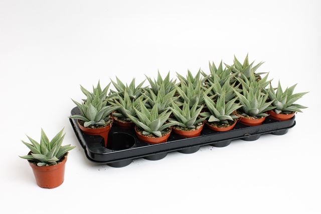 Picture of HAWORTHIA SPIDER WHITE