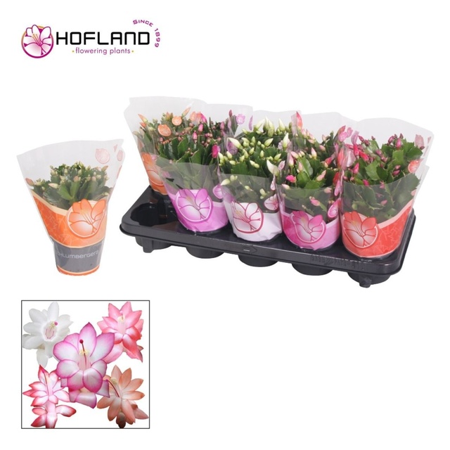 Picture of Schlumbergera mix