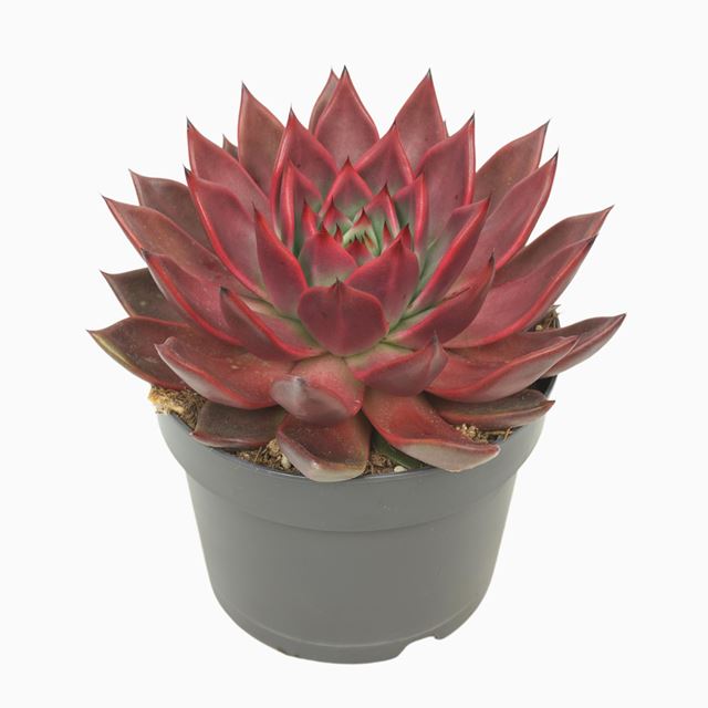 Picture of ECHEVERIA ANTARIS 