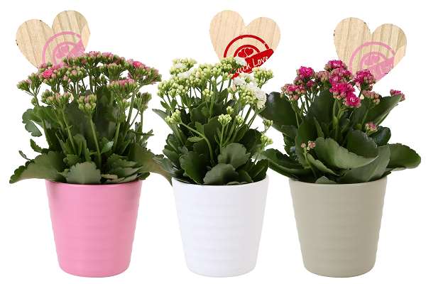 Picture of KALANCHOE ROSALINA IN LOVE CERAMIC