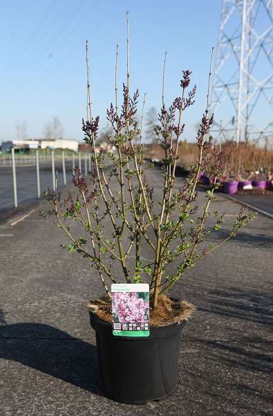 Picture of Syringa tinkerbelle