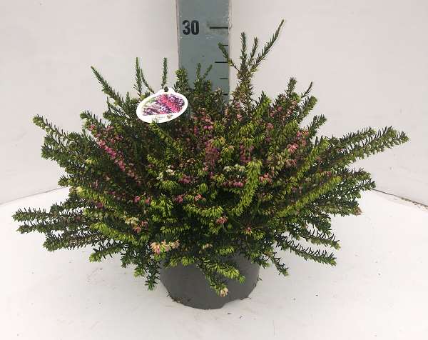 Picture of ERICA DARLEYENSIS TRICOLOR