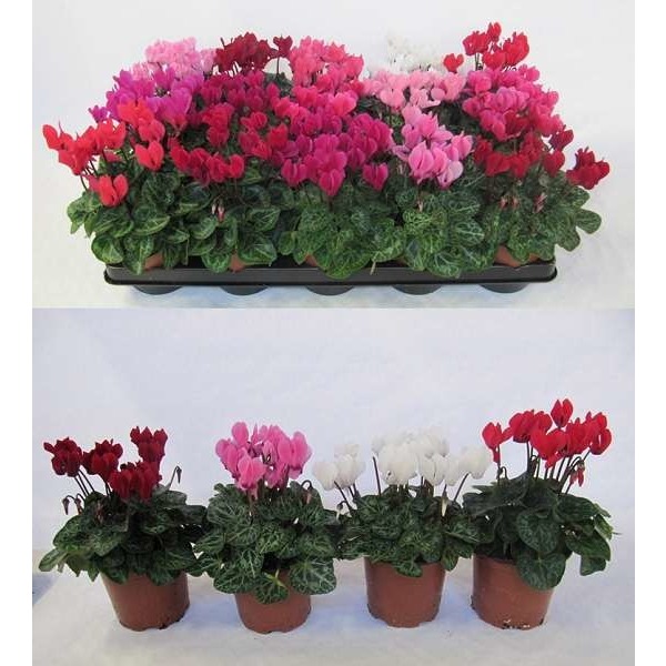 Picture of CYCLAMEN PERSICUM MINI MIX