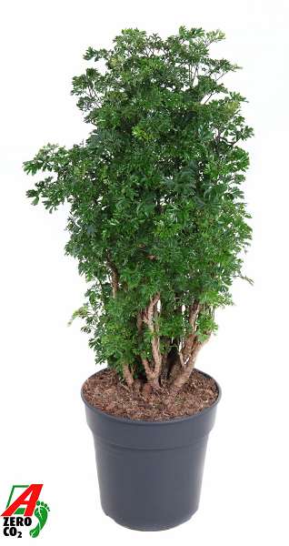 Picture of Polyscias roble branched