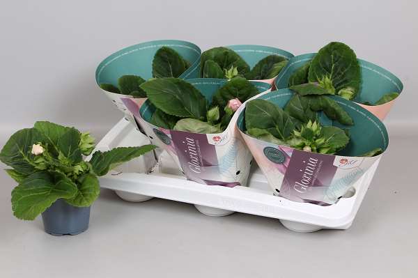 Picture of Sinningia speciosa mix - gloxinia