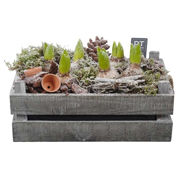 Picture of WINTER HYACINTHUS ARRANGEMENT IN WOODEN BOX