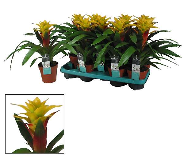 Picture of GUZMANIA FANCY