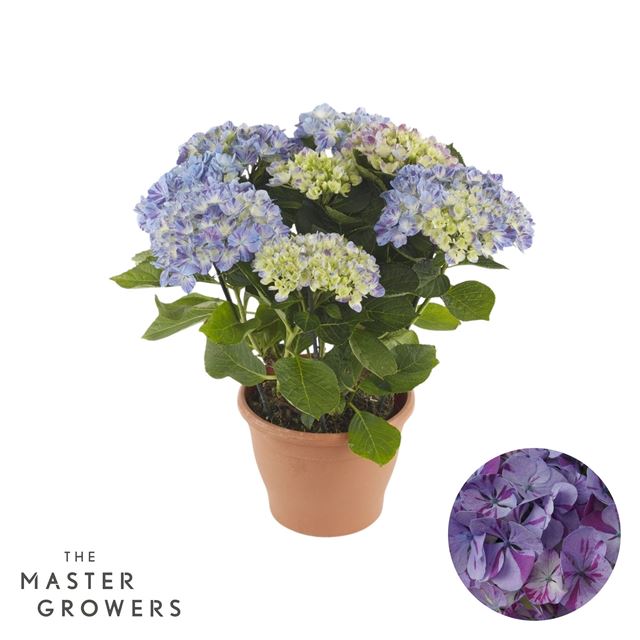 Picture of Hydrangea macrophylla campino blue 05+fl