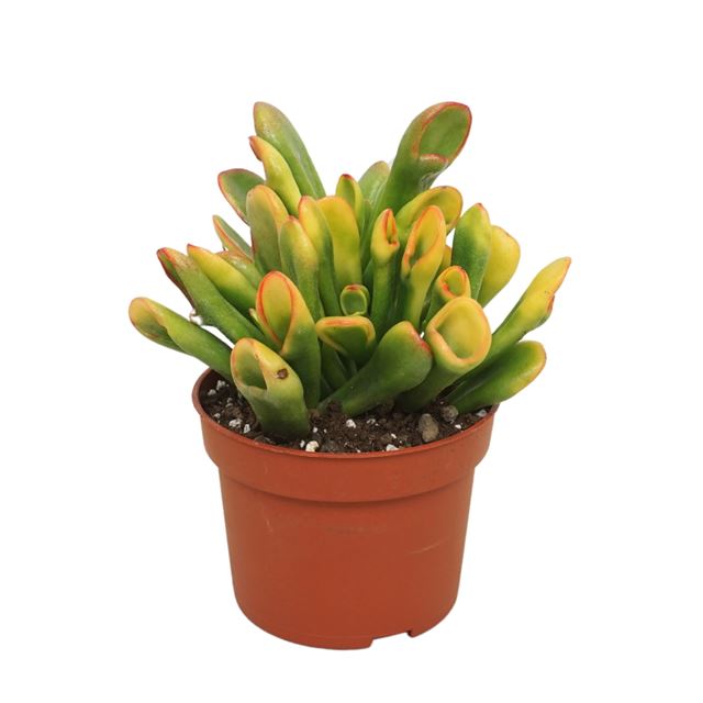 Picture of Crassula tricolor horntree