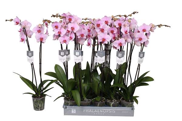 Picture of PHALAENOPSIS 02-STEM WASHINGTON