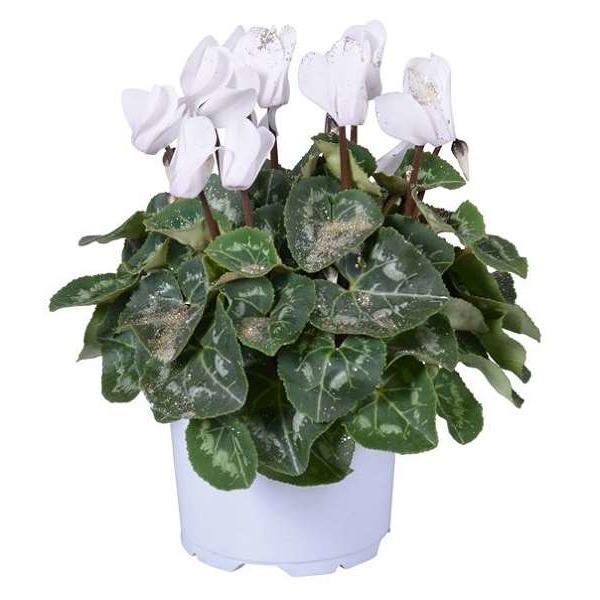 Picture of CYCLAMEN PERSICUM WHITE + GLITTER