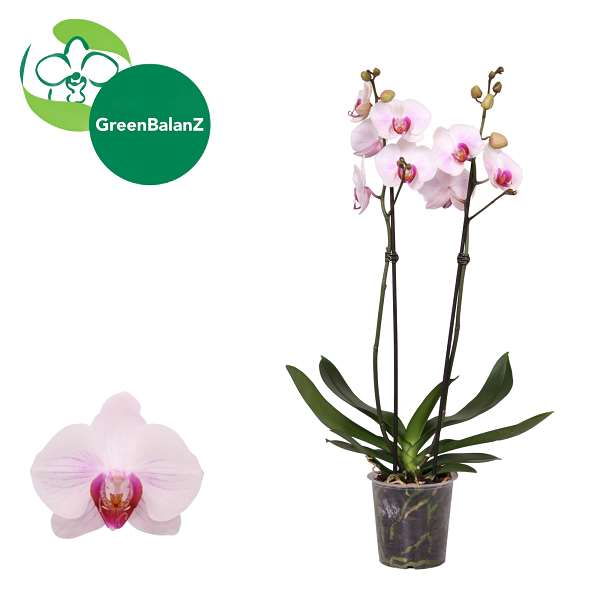 Picture of Phalaenopsis 02-stem denver