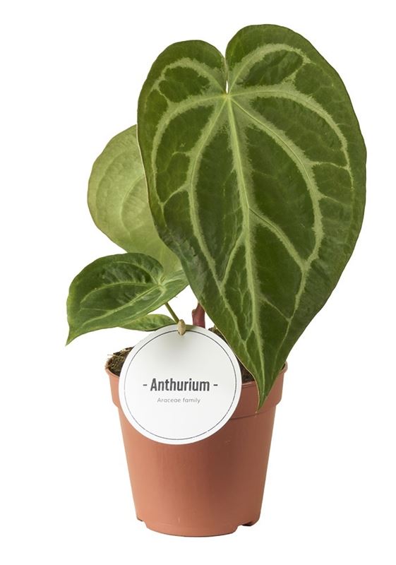 Picture of Anthurium magnificum