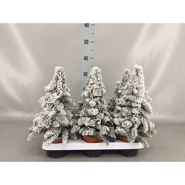 Picture of ABIES NOBILIS WAXED WHITE