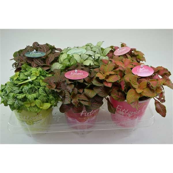 Picture of FITTONIA MIX IN SMARTCUP