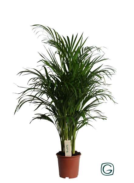 Picture of DYPSIS LUTESCENS