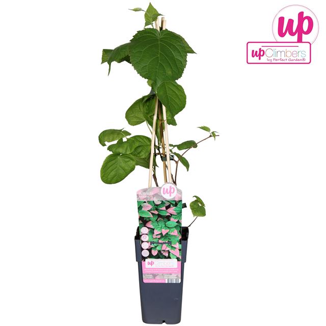 Picture of Actinidia kolomikta - kiwi