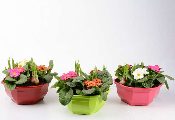 Picture of Spring arrangement 05pp