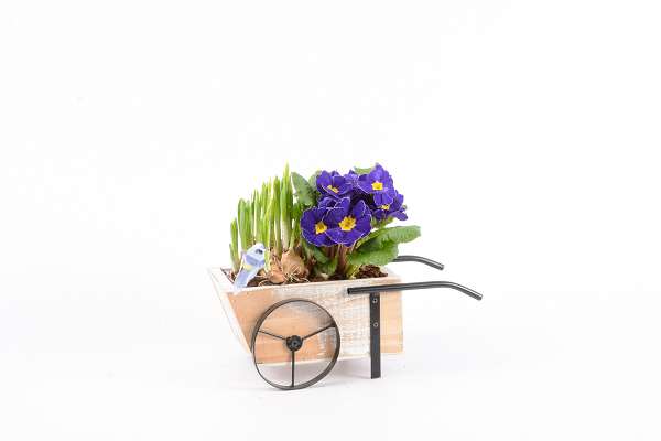 Picture of Spring arrangement 02pp wheelbarrow