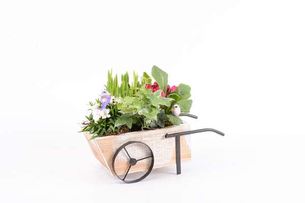 Picture of SPRING ARRANGEMENT 04PP WHEELBARROW