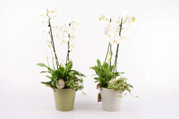 Picture of PHALAENOPSIS ARRANGEMENT 03PP IN ZINC POT