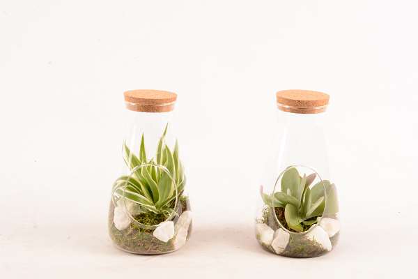 Picture of TERRARIUM 01PP