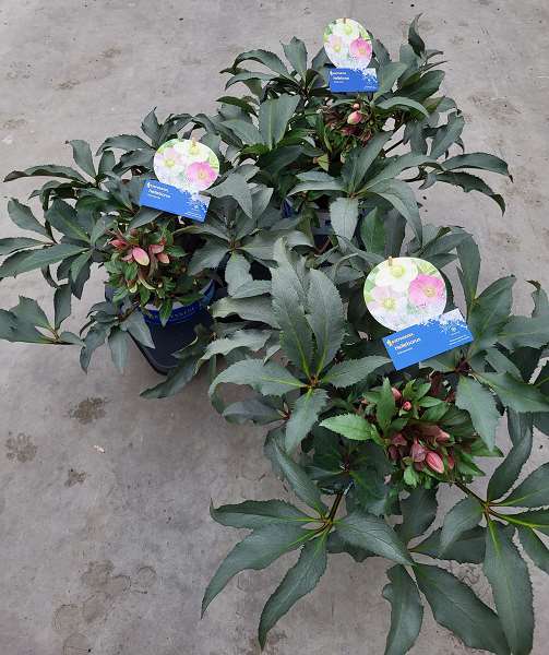 Picture of HELLEBORUS HYBRID MONTE CHRISTO