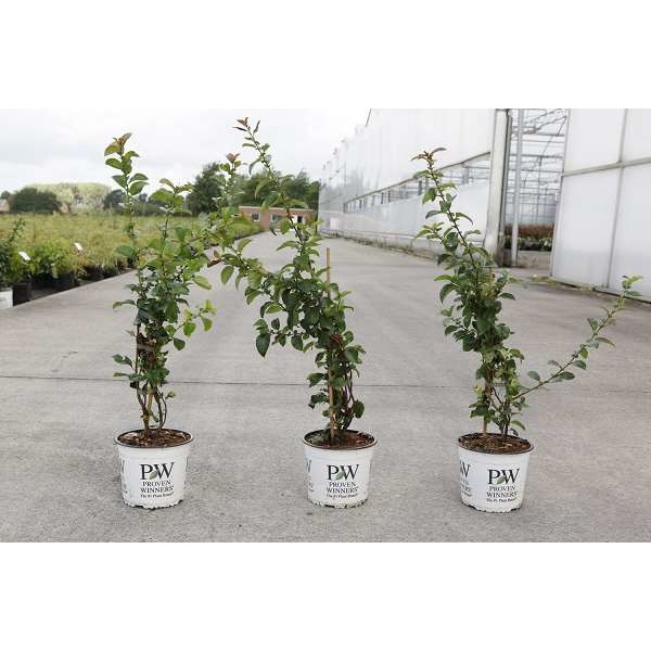 Picture of Chaenomeles speciosa scarlet storm