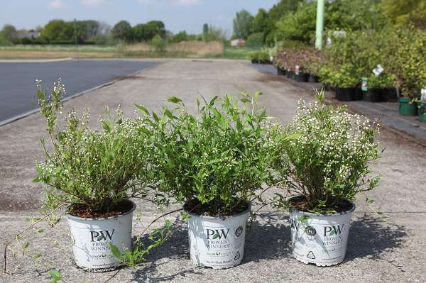 Picture of Deutzia yuki snowflake proven winners®
