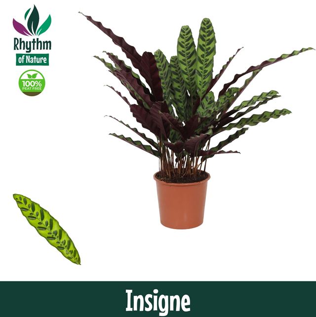 Picture of Calathea lancifolia insigne