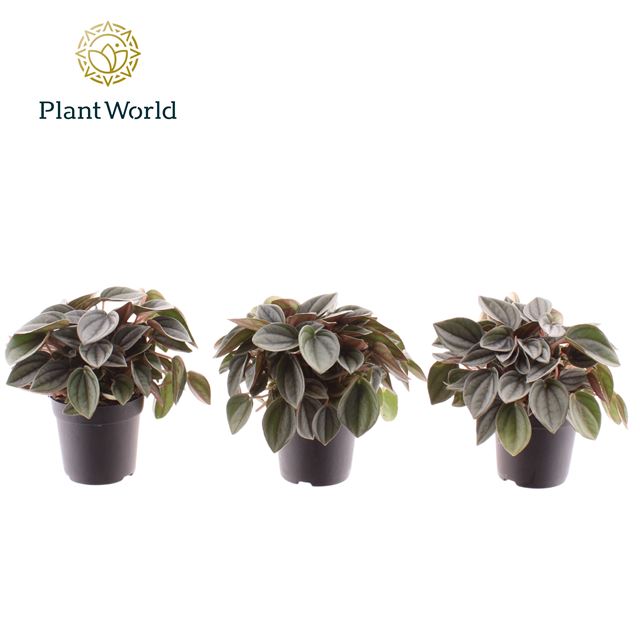 Picture of Peperomia napoli nights