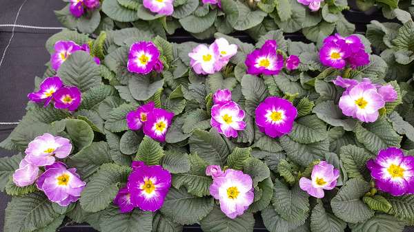 Picture of Primula acaulis milkshake