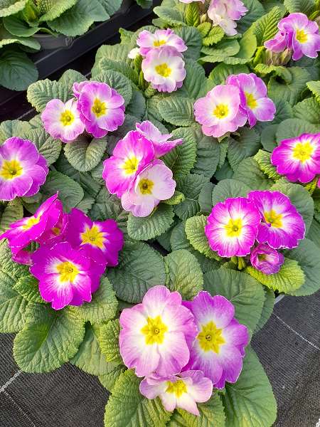 Picture of PRIMULA ACAULIS MILKSHAKE