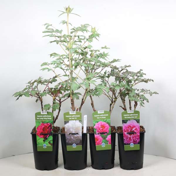 Picture of Paeonia suffruticosa mix