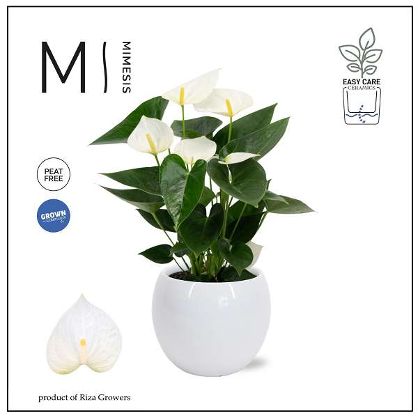 Picture of Anthurium andreanum white in white ceramic pot