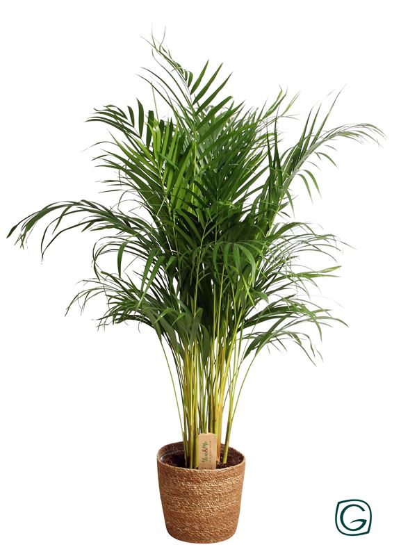 Picture of DYPSIS LUTESCENS IN WOVEN BASKET